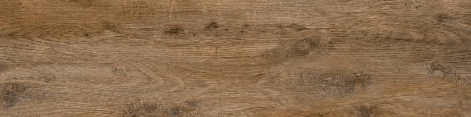 Nebraska Oak